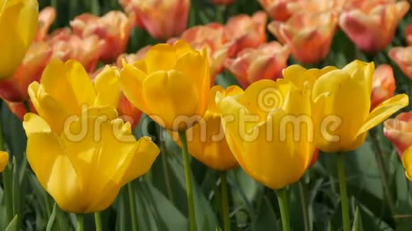 美丽有趣的黄色郁金香在春天的花园里盛开皇家春天装饰郁金香花开视频的预览图
