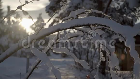 白雪皑皑的树枝视频的预览图