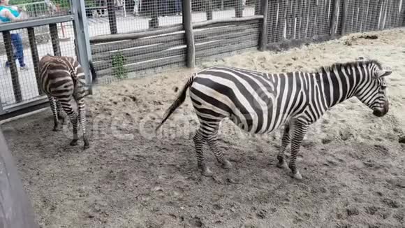 布达佩斯动物园里的斑马视频的预览图