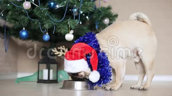 穿着圣诞老人套装的滑稽小狗在圣诞树背景下从碗里吃圣诞节和新年的概念视频的预览图