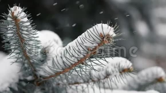 暴风雪中树枝在风中摇曳视频的预览图