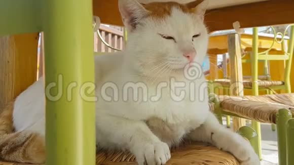 椅子上的大白猫视频的预览图