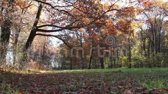 秋天的橡树背景在公园里视频的预览图