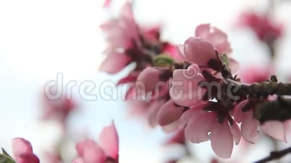 粉红的桃花视频的预览图