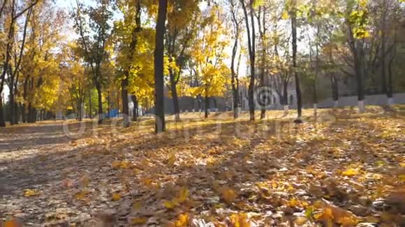 在阳光明媚的日子里镜头穿过空荡荡的秋天城市公园长长的小巷里长满了鲜艳的落叶美丽美丽视频的预览图