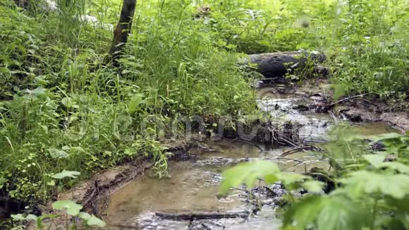森林溪流流经树枝和绿色植被库存录像浅溪流淌在绿油油的水中视频的预览图