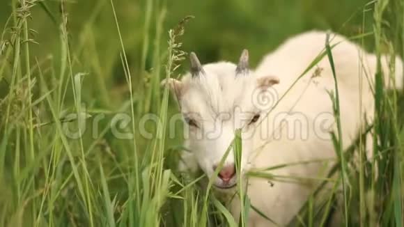 夏天在斯洛文尼亚的一片绿色草地上美丽的白色山羊视频的预览图