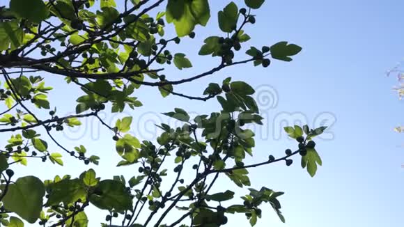 一棵无花果树的树枝在蓝天的背景上有绿色的果实4K慢动作视频的预览图