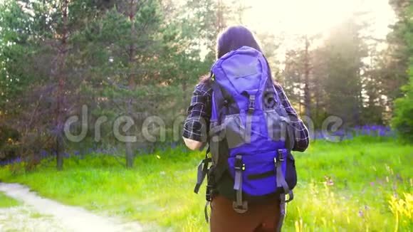 稳定的万向节射击带背包的女游客在阳光明媚的森林里慢悠悠视频的预览图
