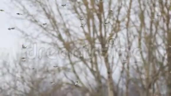 鸟儿在森林上空美丽地飞翔视频的预览图