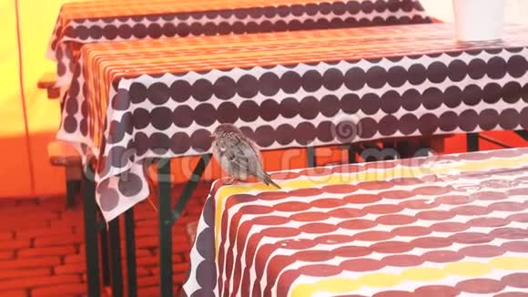 麻雀来到一家街头咖啡馆视频的预览图