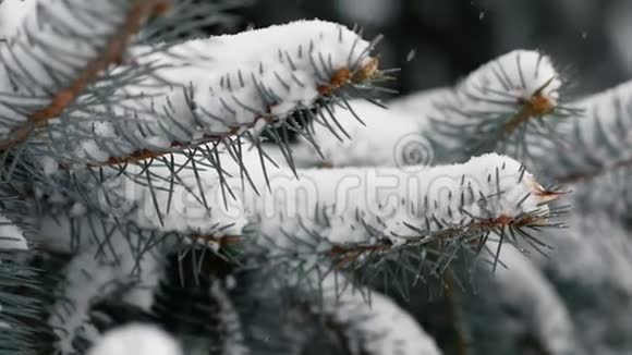雪覆盖云杉树枝的多利照片视频的预览图