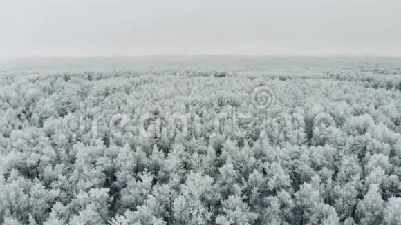 美丽的松树林在雪中畏缩视频的预览图