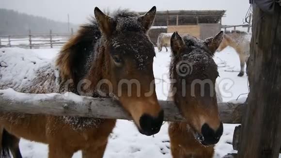 两匹马特写下着大雪视频的预览图