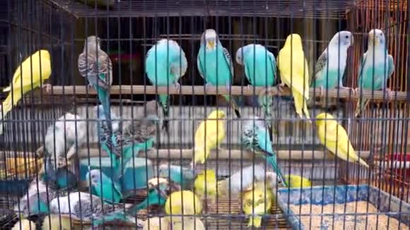 爱鸟鹦鹉在牢房里宠物市场上五颜六色的鸟视频的预览图