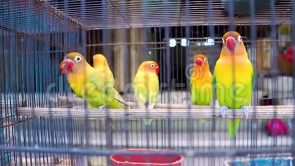 爱鸟鹦鹉在牢房里宠物市场上五颜六色的鸟视频的预览图