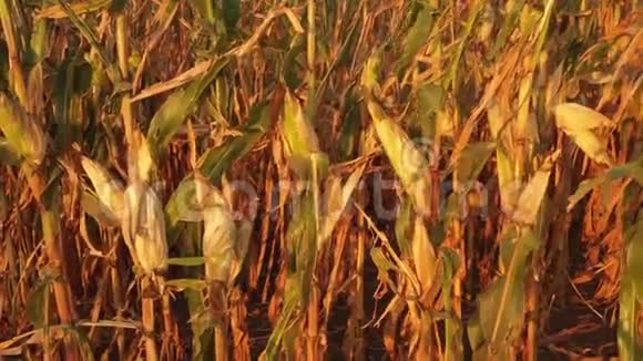 农作物和农业的概念无人机飞过田野的新鲜玉米视频的预览图
