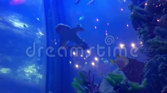 一条美丽的鲨鱼和各种各样的鱼在一个大水族馆里游泳视频的预览图