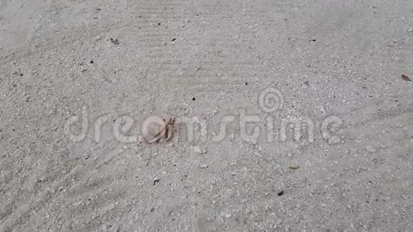 可爱的小沙滩螃蟹走在沙滩上神奇的自然美丽的自然背景视频的预览图