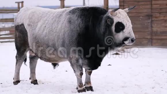 一头灰黑色的大牛在一个冬季牧场上觅食视频的预览图