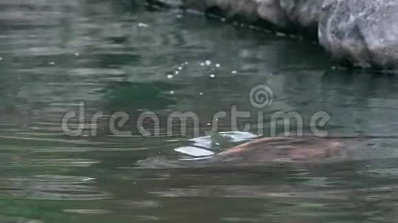 一只普通的河马从淡水湖伸出头来野生河马视频的预览图