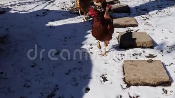 一只母鸡悬停在栅栏前视频的预览图