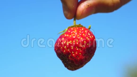 一个农民展示了一个红色草莓与一个裁剪计划在蓝天园丁收集成熟的浆果农民展示视频的预览图