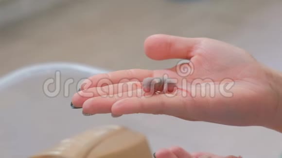 女人手中的新生小盲鼠特写女子的手视频的预览图