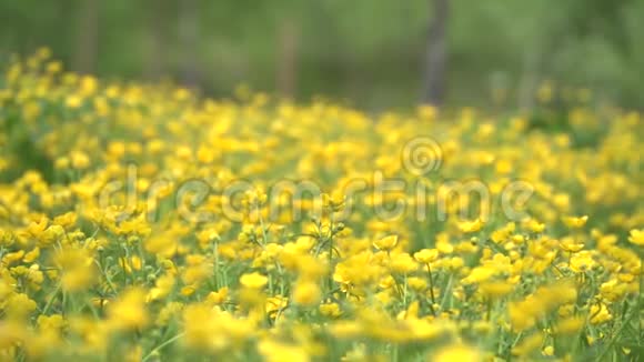 一大片美丽的黄花视频的预览图