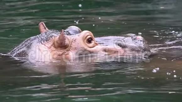 慢动作常见河马在湖水中洗澡野生动物视频的预览图