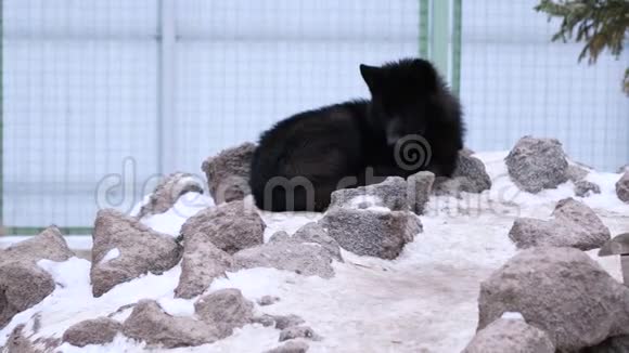动物园里被囚禁的睡黑狼视频的预览图