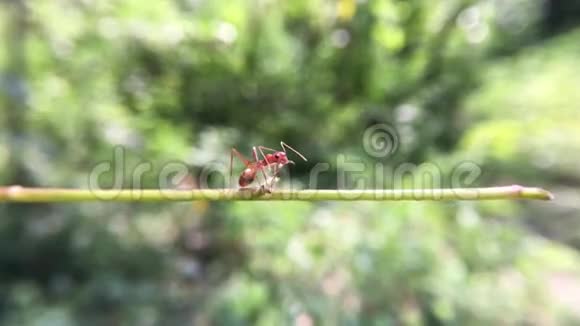 一只红蚂蚁视频的预览图