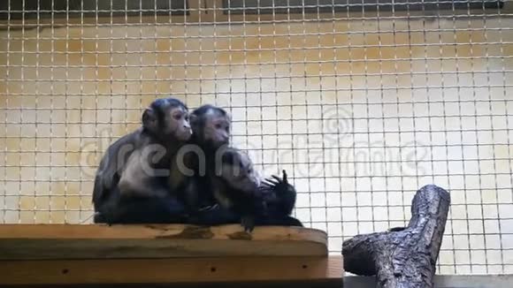 动物园里三只有趣的小猴子视频的预览图