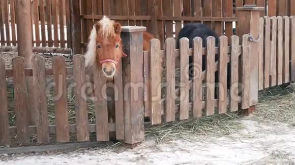 雪兰小马在冬天在一个开放的鸟舍里打架视频的预览图