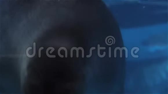 海军海豹在水族馆里可爱的海军海豹在水下游泳视频的预览图