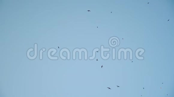 鸟儿在天空中飞翔和旋转一群燕子在蓝天上飞得很漂亮慢动作视频的预览图
