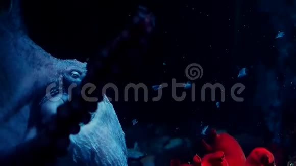 水族馆里的章鱼黑水里的大红章鱼野生动物视频的预览图