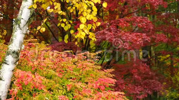 秋天成熟的颜色落叶枫桦树的秋季视频的预览图