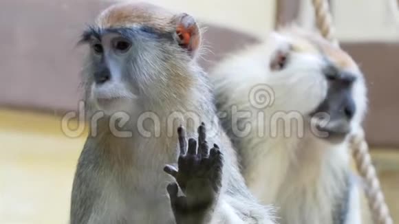 雌猴和雄猴坐在动物园里视频的预览图