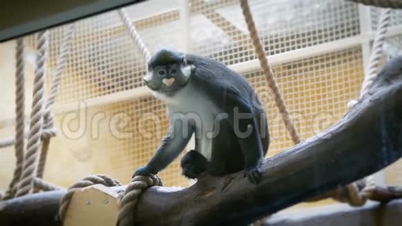 斑点鼻子猴子坐在树枝上视频的预览图