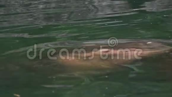 一只普通的河马从淡水湖伸出头来野生河马视频的预览图