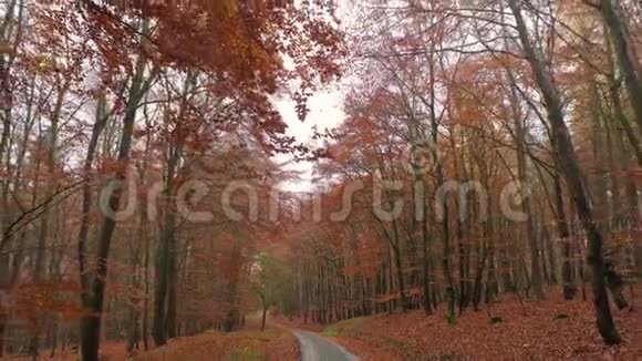 穿过秋天的森林无人机镜头视频的预览图