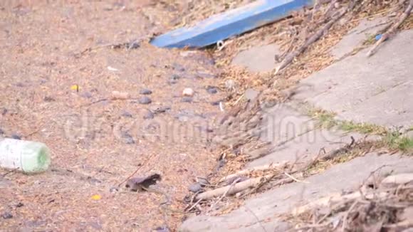 在一个城市公园里几只小鸟坐在河堤边喝着塑料瓶垃圾和其他东西视频的预览图
