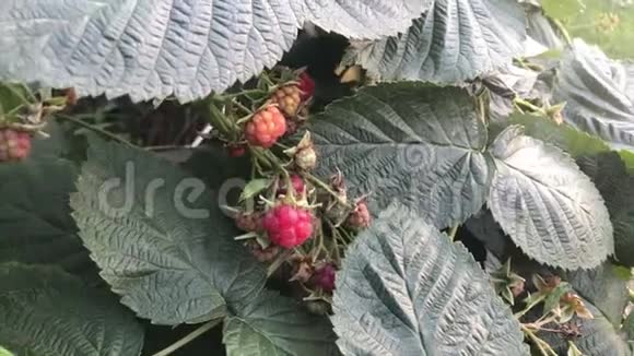 树莓在灌木上成熟绿色叶子中的红色浆果视频的预览图