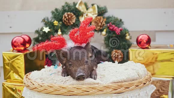 一只长着圣诞鹿角的可爱的猪躺在篮子里视频的预览图