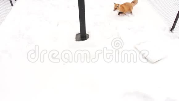 红狐在雪地里玩耍视频的预览图