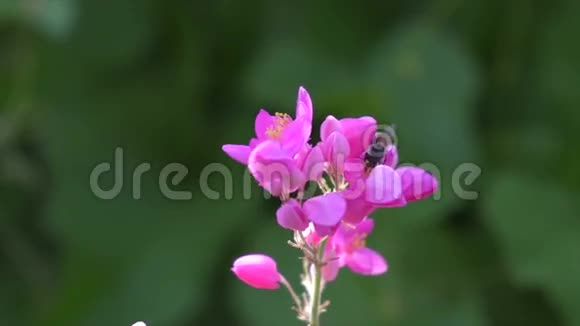 蜜蜂和粉红色的花视频的预览图