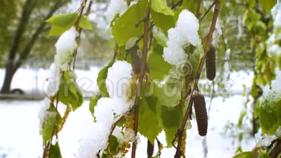 异常恶劣的天气雪落在盛开的桦树上视频的预览图