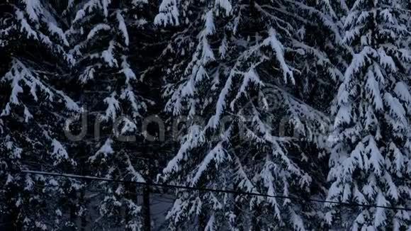 坐在满是雪的松树上视频的预览图