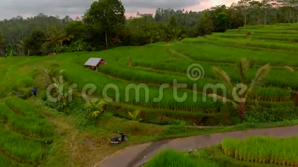 巴厘岛一个美丽的水稻梯田的空中拍摄无人机向上移动旋转形成全景视频的预览图